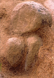 (WES13) Spheroidal weathering , Sierrra Nevada Range, CA
