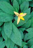 (MW51) Trout lily, Higginbotham Woods, Will County, IL