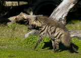 Striped Hyena     9680