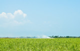 _DSC0094. Raising Cane (Plantation)