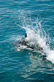 _DSC0481. Big Splash! ... On Porpoise ...sorry...