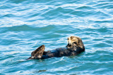 _DSC0472. Sea Otter II