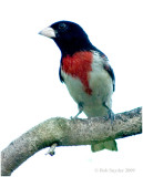 Red-breasted Grosbeak male.