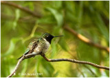 Male hummer taking a rest. The chin and neck feathers appear black in deep shade.