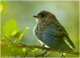 Eastern Bluebird fledgling portrait