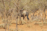 First Wildebeest Sighting
