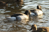 Brant Goose