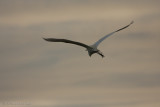 Flying Away