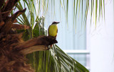 Great Kiskadee