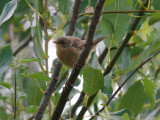 Common Yellowthroat