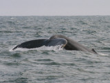 Humpback Whale