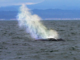 Humpback Whale rainbow