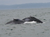 Humpback Whale