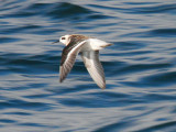 Red-necked Phalarope