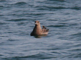 South Polar Skua