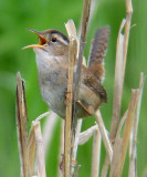 Marsh Wren