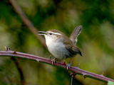 Bewicks Wren