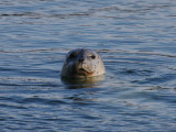Harbor Seal