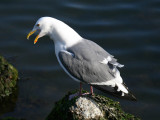 Western Gull