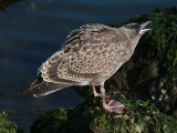 Western Gull