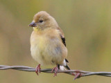 American Goldfinch