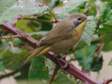 Common Yellowthroat