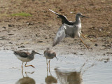 Greater Yellowlegs