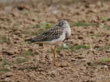 Greater Yellowlegs