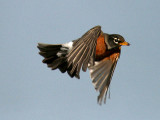American Robin