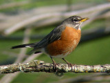 American Robin