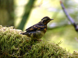 Varied Thrush