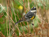 Yellow-rumped Warbler