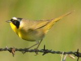 Common Yellowthroat