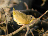Common Yellowthroat