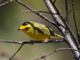 Wilsons Warbler