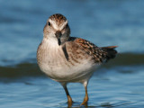 Least Sandpiper