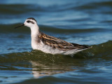 Red-necked Phalarope