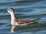 Red-necked Phalarope
