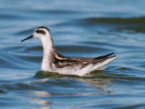 Red-necked Phalarope