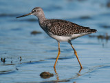 Greater Yellowlegs
