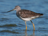 Greater Yellowlegs