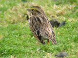 Savannah Sparrow