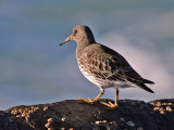 Rock Sandpiper