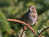 Song Sparrow