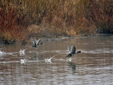 American Coot