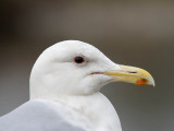 Glaucous-winged Gull