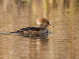 Hooded Merganser