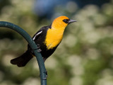 Yellow-headed Blackbird