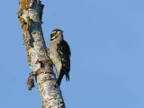 Downy Woodpecker