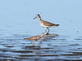 Greater and Lesser Yellowlegs